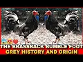 THE HISTORY AND ORIGIN OF BUMBLE FOOT GREY CHICKEN