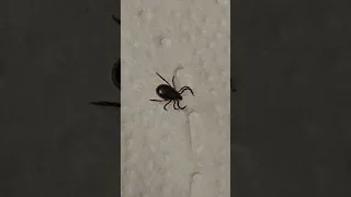 Tick best spray