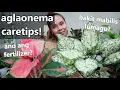 Lagu MY AGLAONEMA PLANT COMPLETE CARETIPS! || Bakit Nga Ba Mabilis Lumago?