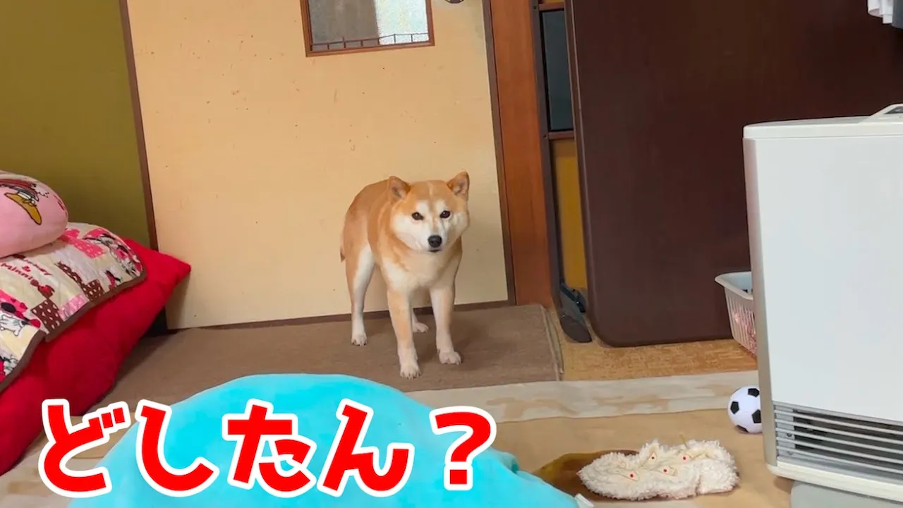 尻尾が見えなくなるほど落ち込んでる柴犬