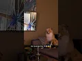 Download Lagu 'He broke the TV'meme 3d remake! #dog #pets #animals #dogmemes #petmemes #animalmemes #memes #cute #