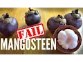 Download Lagu MANGOSTEEN smaaktest - hoe je geen mangosteen kiest | Fruitige vruchten