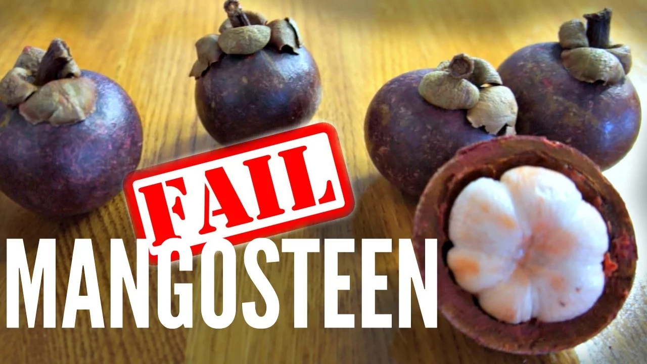 Mangosteen | The Queens Fruit. 