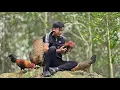 Lagu The CEO left the city to live in nature. One lucky day, he caught a few wild chickens in his trap.