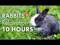 10 Hours of Relaxing RABBITS in 4K