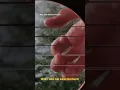 Download Lagu Aku tak akan berhenti - wali