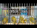Download Lagu TERAPI OPIOR JAWA AGAR CEPAT BUNYI | TERAPI OPIOR JAWA BAHAN OMBYOKAN | OPIOR JAWA GACOR