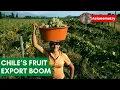 Lagu Growing a Fruit Export Boom in Chile