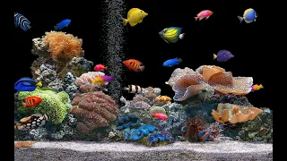 حوض اسماك مع قراءة جميلة لسورة البقرة القارئ ماهر المعيقلي Surah Al Baqarah Quran 