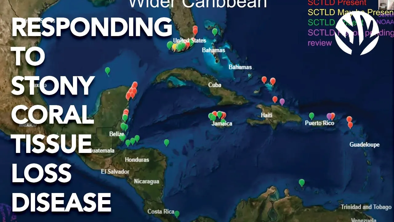 Responding to Stony Coral Tissue Loss Disease: Jennifer Moore (Coralpalooza Digital 2020)