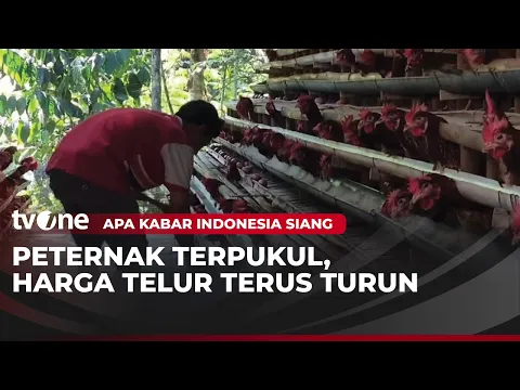 Rp20 Ribu/Kg, Harga Telur Ayam Anjlok, Peternak Menjerit