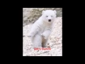 Dancing Bear gif