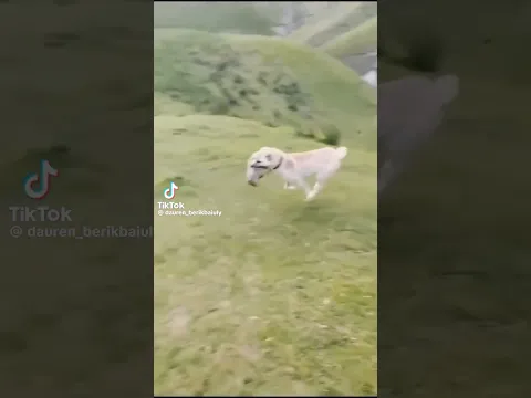 Охота