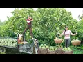 Download Lagu Harvesting 1000 Custard Apple, Use 3-Wheeled Truck To Transport Goes To Market Sell