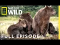 Download Lagu Grizzly Bears, Buanacos, Beetles (Full Episode) | Animal Fight Night