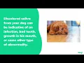 Discoloration of Saliva in Dogs | Wag!