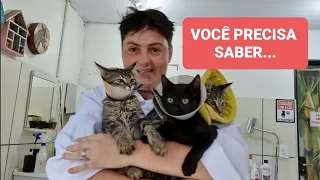 TUDO QUE VOCÊ PRECISA SABER SOBRE TER UM GATO....