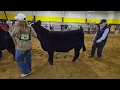 BHE 2026 Simmental Heifers