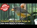 SUARA BURUNG KEMADE BUNGA API