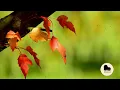 The Best of Richard 🎼 Beautiful Romantic Piano Music 🎹 Melodies That Touch the Heart