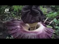 Lagu Fenomena Alam, Bunga Bangkai Langka Ditemukan di Desa Pagerwesi Bojonegoro