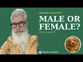 Male or Female Goldendoodle Does It Really Matter From a Goldendoodle Breeder