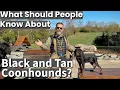 Black Tan Coonhound What Should People Know
