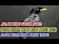 Lagu JALAK KEBO GACOR | cocok buat pancingan pagi sore \u0026 malam hari