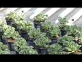 Download Lagu Geautomatiseerde sproeiboom - Automatic spraying boom - Achterbosch Machinebouw