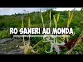 Download Lagu LAGU DAERAH PAPUA - ROSANERI AU MONDA