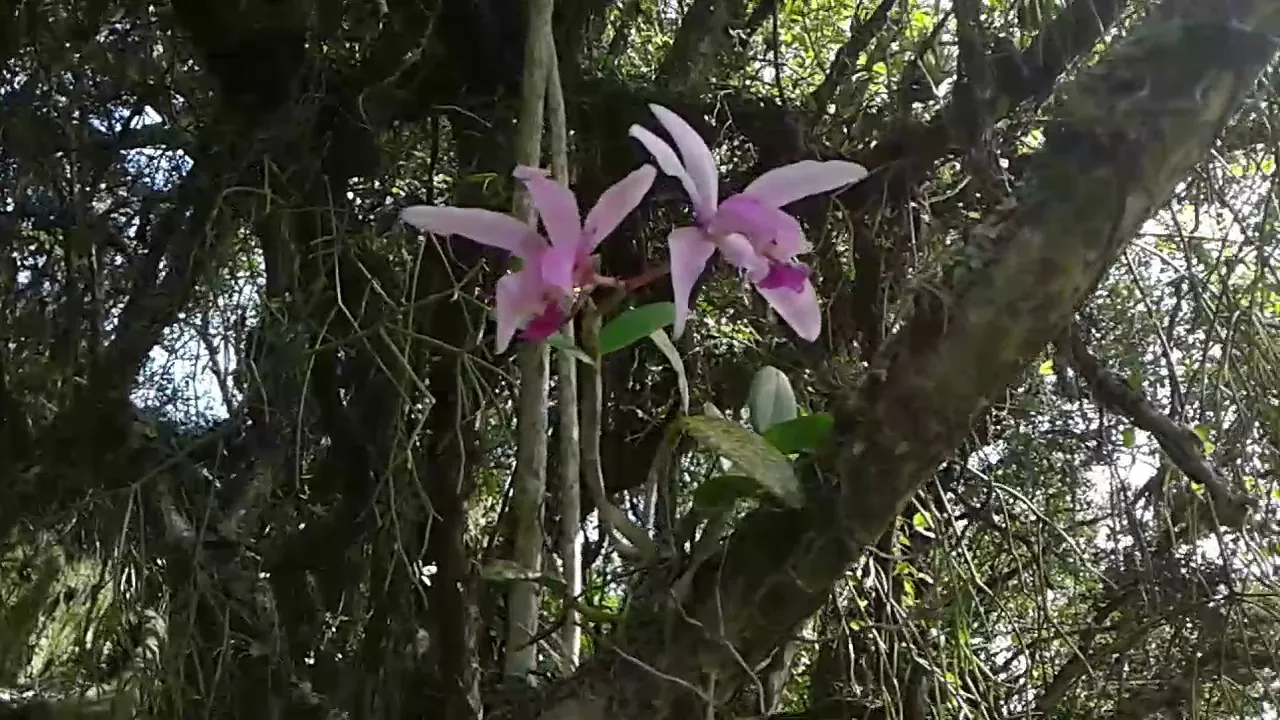 ORQUÍDEAS NATIVAS CATTLEYA