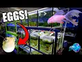 Lagu BREEDING WEIRD FISH IN THE FISH ROOM!