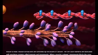 Les molécules impliquées dans la contraction musculaire