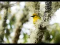 Birdwatching in Big Island Hawaii with Jack Jeffrey
