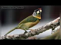Download Lagu Suara burung takur api masteran untuk mikat