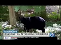 DEEP searches for person accused of killing black bear in Burlington