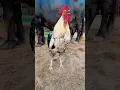 Download Lagu ayam berkokok #suara #aseel #ayam #roosterfarm