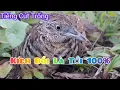 Download Lagu Tiếng cút trống kích bổi cực chất cực hay/ Suab lauv ws dib tuaj zoo heev