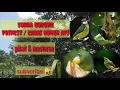 Download Lagu Suara burung princit/cabai bunga api (masteran \u0026 pikat)