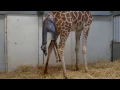 Netgiraffe geboren in ARTIS - 7 november 2016
