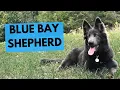Blue Bay Shepherd - TOP 10 Interesting Facts
