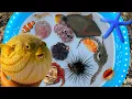 Download Lagu Tangkap ikan buntal besar dan belut, kerang, ikan laut, ikan hias, ikan nemo, keong, bintang laut