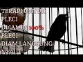 Download Lagu TERAPI PLECI, DI JAMIN LANGSUNG NYAUT.