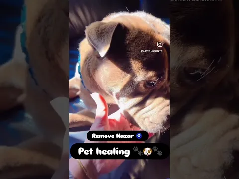 Remove Nazar pet healing ￼ #tarotreading #tarot #nocontactreading #astrology #tarotreader #love