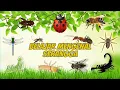 Download Lagu mengenal suara serangga dan suaranya