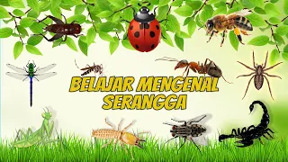 mengenal suara serangga dan suaranya