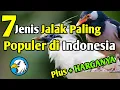 Download Lagu 7 Jenis Burung Jalak Paling Populer di Indonesia, Lengkap Dengan Harganya