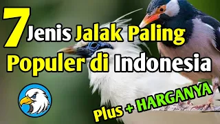 Download 7 Jenis Burung Jalak Paling Populer di Indonesia, Lengkap Dengan Harganya MP3