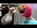 Our Special Today Two Adorable Rotisserie Kitties Sphynx Cats