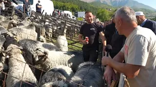 TURBE KRCATO NARODOM! Dernek, gužva i cijene koje iznenađuju !!